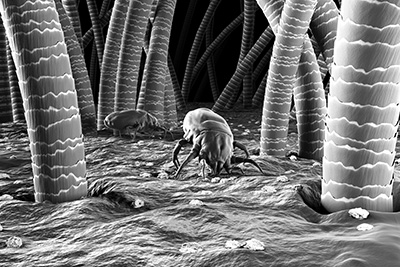 mattress cleaning mites
