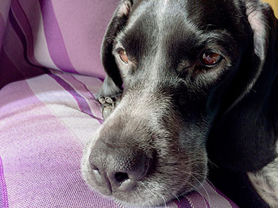 carpet repairs dog chewing